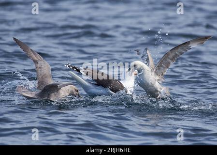 Eine großartige Möwe mit schwarzem Rücken und Fullys, die im Nordnorwegen um Nahrung kämpfen. Stockfoto