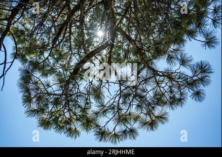 Die Sonne ragt durch die hohen Äste einer immergrünen Kiefer mit klarem Himmel Stockfoto