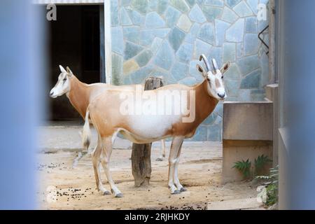 Wunderschöner weißer Oryx im Zoo von peking, china Stockfoto