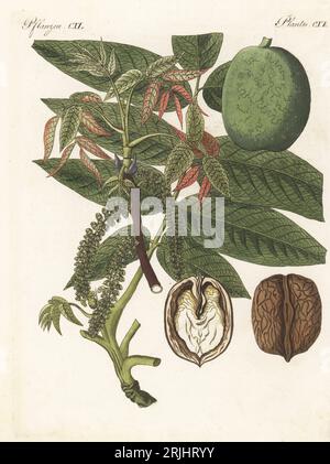 Persischer Walnuss, englischer Walnuss, Karpaten-Walnuss, Madeira-Walnussbaum oder gewöhnlicher Walnussbaum, Juglans regia. Mit Zweig, Blatt, Obst, Schnitt durch Nuss. Die Botanicals wurden von Henriette und Conrad Westermayr, F. Götz und C. Ermer gezeichnet. Handkolorierter Kupferstich aus Carl Bertuchs Bilderbuch fur Kinder, Weimar, 1813. Eine 12-bändige Enzyklopädie für Kinder, illustriert mit fast 1.200 gravierten Platten über Naturgeschichte, Wissenschaft, Kostüm, Mythologie usw., veröffentlicht von 1790-1830. Stockfoto