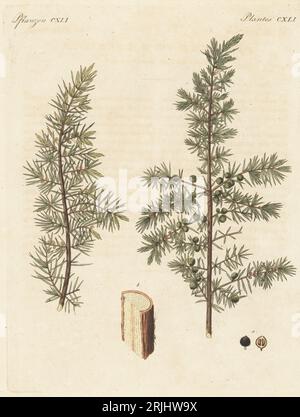 Wacholderbaum, Juniperus communis. Zweige mit Beeren, Blättern, Schnitt durch den Stamm. Die Botanicals wurden von Henriette und Conrad Westermayr, F. Götz und C. Ermer gezeichnet. Handkolorierter Kupferstich aus Carl Bertuchs Bilderbuch fur Kinder, Weimar, 1813. Eine 12-bändige Enzyklopädie für Kinder, illustriert mit fast 1.200 gravierten Platten über Naturgeschichte, Wissenschaft, Kostüm, Mythologie usw., veröffentlicht von 1790-1830. Stockfoto