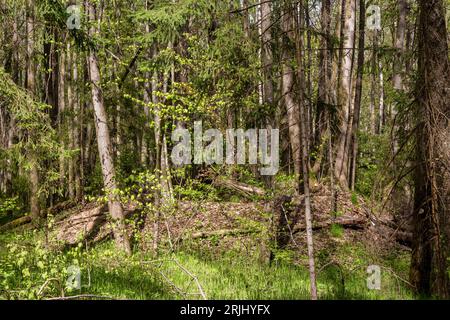 Uralter Erdhügel, bewachsen mit Bäumen im Wald, Kaluga Region, Russland Stockfoto