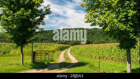 A dirt road through a corn field in Pine Grove Township, Warren County, Pennsylvania, USA on a sunny summer day Stock Photo