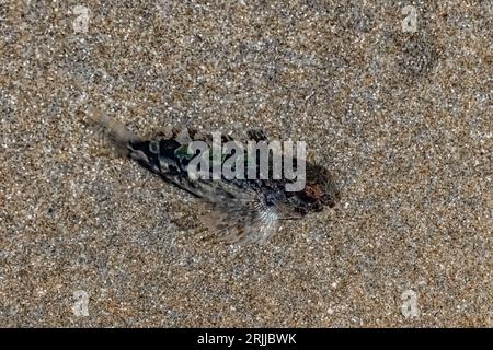 Tidepool Sculpin, Oligocottus maculosus, in einem Gezeitenbecken am Shi Beach am Point of Arches, Olympic National Park, Washington State, USA Stockfoto