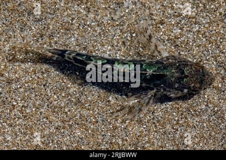 Tidepool Sculpin, Oligocottus maculosus, in einem Gezeitenbecken am Shi Beach am Point of Arches, Olympic National Park, Washington State, USA Stockfoto