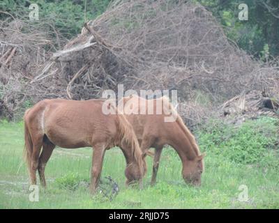 Wilde Pferde und Esel in Mannar, Sri Lanka. Besuchen Sie Sri Lanka. Stockfoto