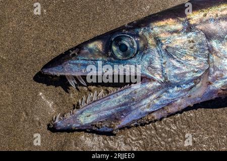 Langschnauzenfische, Alepisaurus ferox, wurden beim Sterben am Shi Shi Beach, Olympic National Park, Washington State, USA, angespült Stockfoto