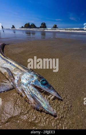 Langschnauzenfische, Alepisaurus ferox, wurden beim Sterben am Shi Shi Beach, Olympic National Park, Washington State, USA, angespült Stockfoto