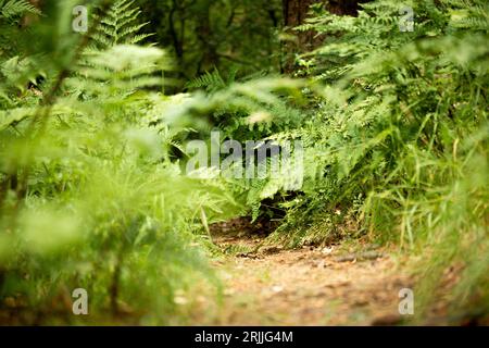 Ein ruhiger, unbefestigter Pfad schlängelt sich durch eine üppige, grüne Landschaft mit Bäumen, Blättern und Gras Stockfoto