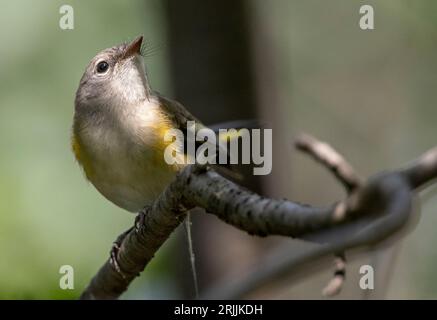 Eine amerikanische Redstart-Frau sitzt auf einem Baumzweig in der Nähe des Rideau River in Ottawa, Kanada. Stockfoto