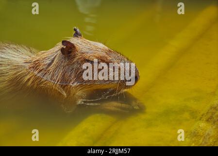 Porträt einer niedlichen Capybara, die im Wasserteich ruht, Seitenansicht, Nahaufnahme von Capybara, warmes Licht, Raum für Text. Stockfoto