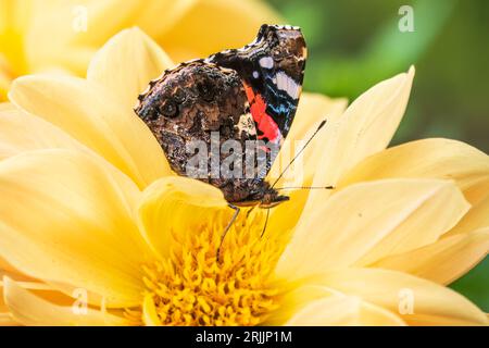 Indischer roter Admiral-Schmetterling sammelt Nektar auf einer gelben Blumennaht. Vanessa vulcania Stockfoto