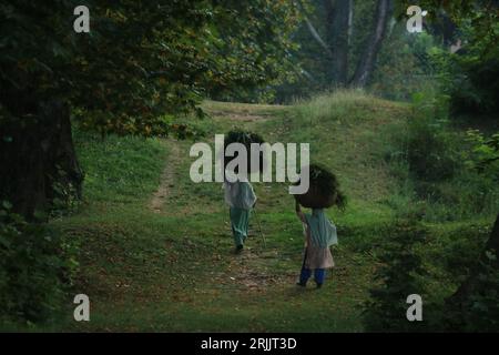 23. August 2023, Srinagar Kaschmir, Indien: Kaschmirfrauen tragen Gras auf ihren Köpfen, während sie am frühen Morgen in Srinagar laufen. Am 23,2023. August i Stockfoto