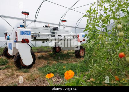 Bohmte, Deutschland. August 2023. Ansicht eines autonom steuerbaren Roboters in einem Gewächshaus. Das Deutsche Forschungszentrum für Künstliche Intelligenz (DFKI) betreibt Forschung und Entwicklung auf dem Gebiet der Agrarrobotik. Das DFKI testet auf einem ehemaligen Golfplatz bei Bohmte künstliche Intelligenz für die Landwirtschaft. (An dpa „Ein Trainingscamp für Roboter in der Landwirtschaft“) Credit: Frisch Gentsch/dpa/Alamy Live News Stockfoto