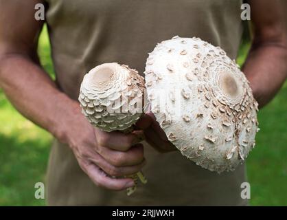 Die Auswahl von köstlichen, essbaren Macrolepiota procera oder Parasol-Pilzen ist gut Stockfoto