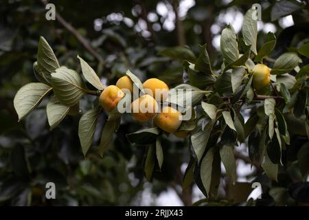 Close-up of ripe persimmons on the branch, kaki persimmons in a persimmon plantation. Agriculture, cultivation concepts. Stockfoto