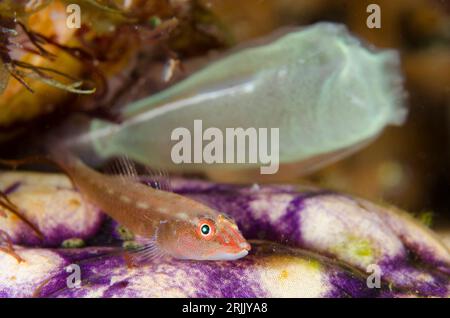 Ghost Goby, Pleurosicya mossambica, on Golden Sea Squirt, Polycarpa aurata, with Sea Squirt, Rhopalaea sp, im Hintergrund, Nachttauchgang, TK1-Tauchgang Stockfoto