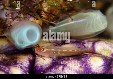 Ghost Goby, Pleurosicya mossambica, on Golden Sea Squirt, Polycarpa aurata, with Sea Squirt, Rhopalaea sp, im Hintergrund, Nachttauchgang, TK1-Tauchgang Stockfoto