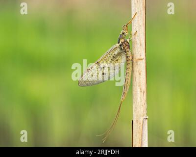 Erwachsene gemeine Mayfly oder Grüne Drake Mayfly (Ephemera danica), hoch auf einem Schilf, Wicken, Cambridgeshire, England, Großbritannien Stockfoto