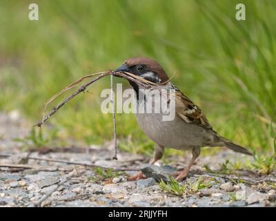 Männlicher Eurasian Tree Sparrow (Passer montanus) mit Nestmaterial, Wicken, Cambridgeshire, England, Vereinigtes Königreich Stockfoto