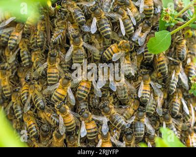 Honigbienenschwarm (APIs mellifera), Haddenham, Cambs Stockfoto