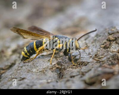 Dusky Clearwing Moth (Paranthrene tabaniformis), Stuntney, Cambridgeshire, England, Vereinigtes Königreich Stockfoto