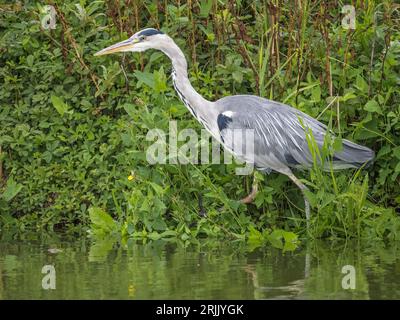 Erwachsener Graureiher (Ardea cinerea), Earith, Cambridgeshire, England Stockfoto