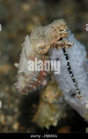 Paar Crinoid Cuttlefish, Sepia sp, Hei NUS Tauchplatz, Lembeh Straits, Sulawesi, Indonesien Stockfoto
