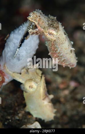 Paar Crinoid Cuttlefish, Sepia sp, Hei NUS Tauchplatz, Lembeh Straits, Sulawesi, Indonesien Stockfoto