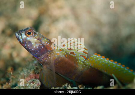 Goby, Amblyeleotris latifasciata mit breiter Flosse auf schwarzem Sand, Critter Hunt Tauchplatz, Lembeh Straits, Sulawesi, Indonesien Stockfoto