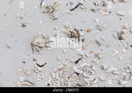 Nasser weißer Sand mit Korallen- und Muschelfragmenten, natürliche Hintergrundefotostruktur. Seychellen Stockfoto