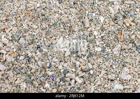 Weißer Kiesel mit Korallen- und Muschelfragmenten, natürliche Hintergrundefotostruktur. Seychellen Strand Stockfoto