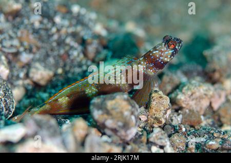 Goby, Amblyeleotris latifasciata mit breiter Flosse auf schwarzem Sand, Kareko Batu Tauchplatz, Lembeh-Straße, Sulawesi, Indonesien Stockfoto