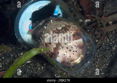 Orbicular Burrfish, Cyclichthys orbicularis, in Plastikbecher stecken, Nachttauchgang, TK1 Tauchplatz, Lembeh Straits, Sulawesi, Indonesien Stockfoto