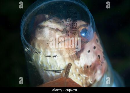 Orbicular Burrfish, Cyclichthys orbicularis, in Plastikbecher stecken, Nachttauchgang, TK1 Tauchplatz, Lembeh Straits, Sulawesi, Indonesien Stockfoto