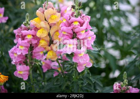 Gruppe rosafarbener und gelber Snapdrachen (Antirrhinum majus) Blüten : (Pixel Sanjiv Shukla) Stockfoto