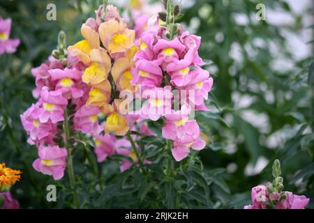 Gruppe rosafarbener und gelber Snapdrachen (Antirrhinum majus) Blüten : (Pixel Sanjiv Shukla) Stockfoto