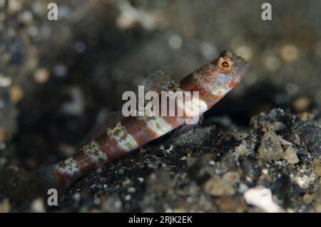 Goby, Amblyeleotris latifasciata mit breiter Flosse auf schwarzem Sand, Magic Crack Tauchplatz, Lembeh Straits, Sulawesi, Indonesien Stockfoto