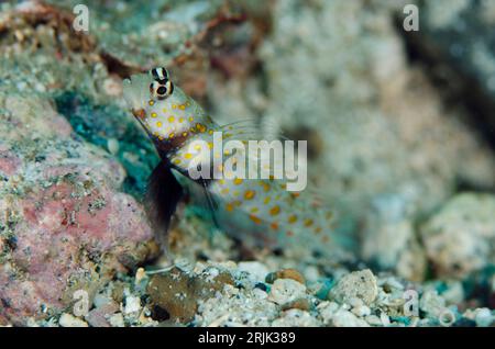 Gefleckte Shrimpgoby, Amblyeleotris guttata, Eingang zum Schutzloch auf Sand, Pintu Colada Tauchplatz, Lembeh Straits, Sulawesi, Indonesien Stockfoto