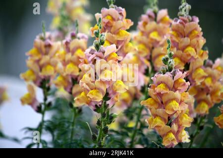 Gelbe Blüten des Snapdrachen (Antirrhinum majus) : (Bild Sanjiv Shukla) Stockfoto