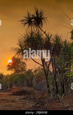 Sunrise through pandanus palms with orange glow in sky from fire smoke haze at Howard Springs, Darwin, Northern Territory, Australia Stock Photo