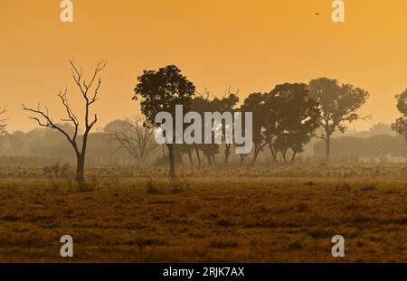 Orangefarbener Sonnenaufgang durch Buschfeuer, Rauch und Dunst über Ackerland mit totem Baum in der Nähe von Fogg Dam, Darwin, Northern Territory, Australien Stockfoto