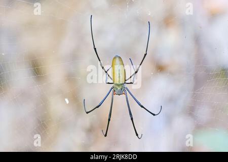 A gravid female Golden orb weaver spider in a web at Fogg Dam, Darwin, Northern Territory, Australia Stock Photo