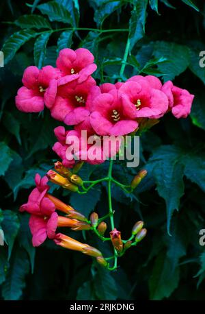 Campsis Tecoma radicans Flower, auch bekannt als Trompete Rebe Trompete Kriechgang Stockfoto