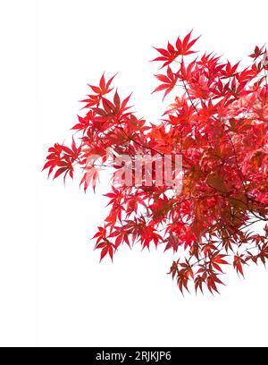 Zweige mit roten Herbstblättern isoliert auf weißem Hintergrund. Acer palmatum (japanischer Ahorn). Selektiver Fokus. Stockfoto