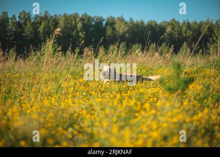 Labrador im Sommer auf einem Feld mit gelben Wildblumen Stockfoto