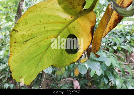 Eine riesige Landschnecke (Acavus Phoenix) mit Algen auf der Schalenoberfläche haftet auf der Unterseite eines alten und gelblichen Ceylon-Kriechblattes (Epipremnum Au) Stockfoto