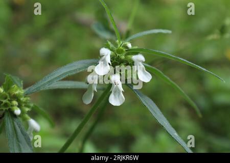 Nahaufnahme eines Ceylon-Schlitzkrauts (Leucas Zeylanica) mit den kleinen weißen Blüten und grünen Samen Stockfoto