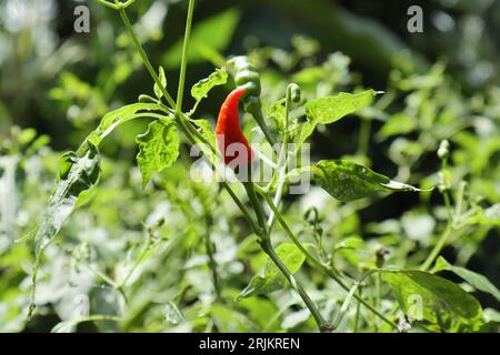 Blick auf einen Bird's Eye Chilizweig, der Zweig ist in direktem Sonnenlicht mit einer Reifen Chilischote und Blätter sind von den Mealybugs infiziert Stockfoto