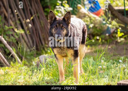 Ein Deutscher Schäferhund, der auf üppigem grünem Gras steht und mit einem intensiven Blick scharf aussieht Stockfoto